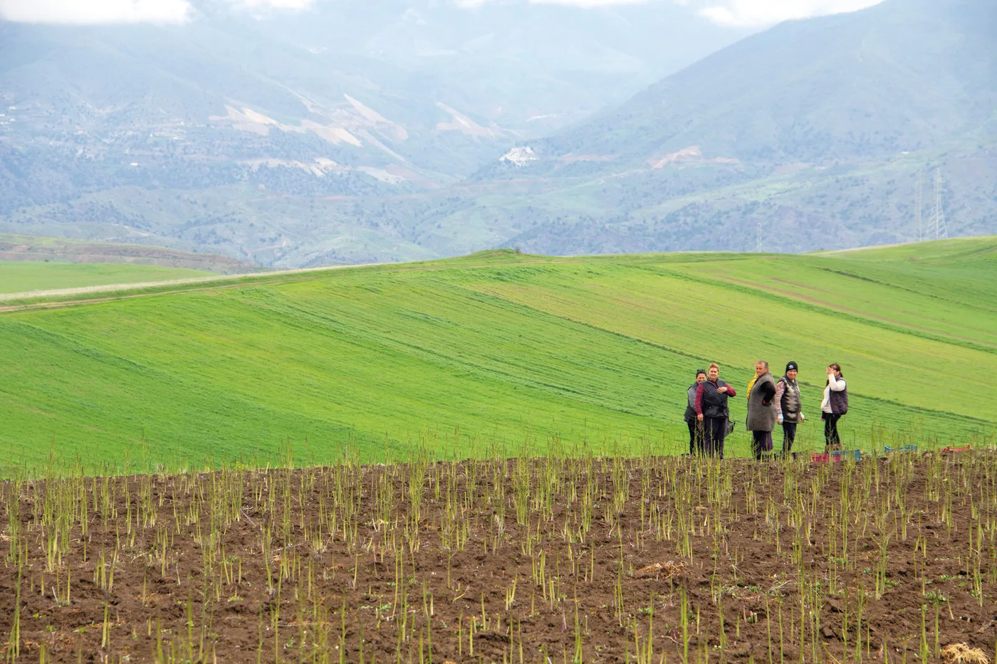 Cinq personnes debout au bord d’une plantation d’asperges, devant de vastes champs verts vallonnés