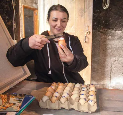 Aviculture. Qui de l'œuf ou de la poule ?