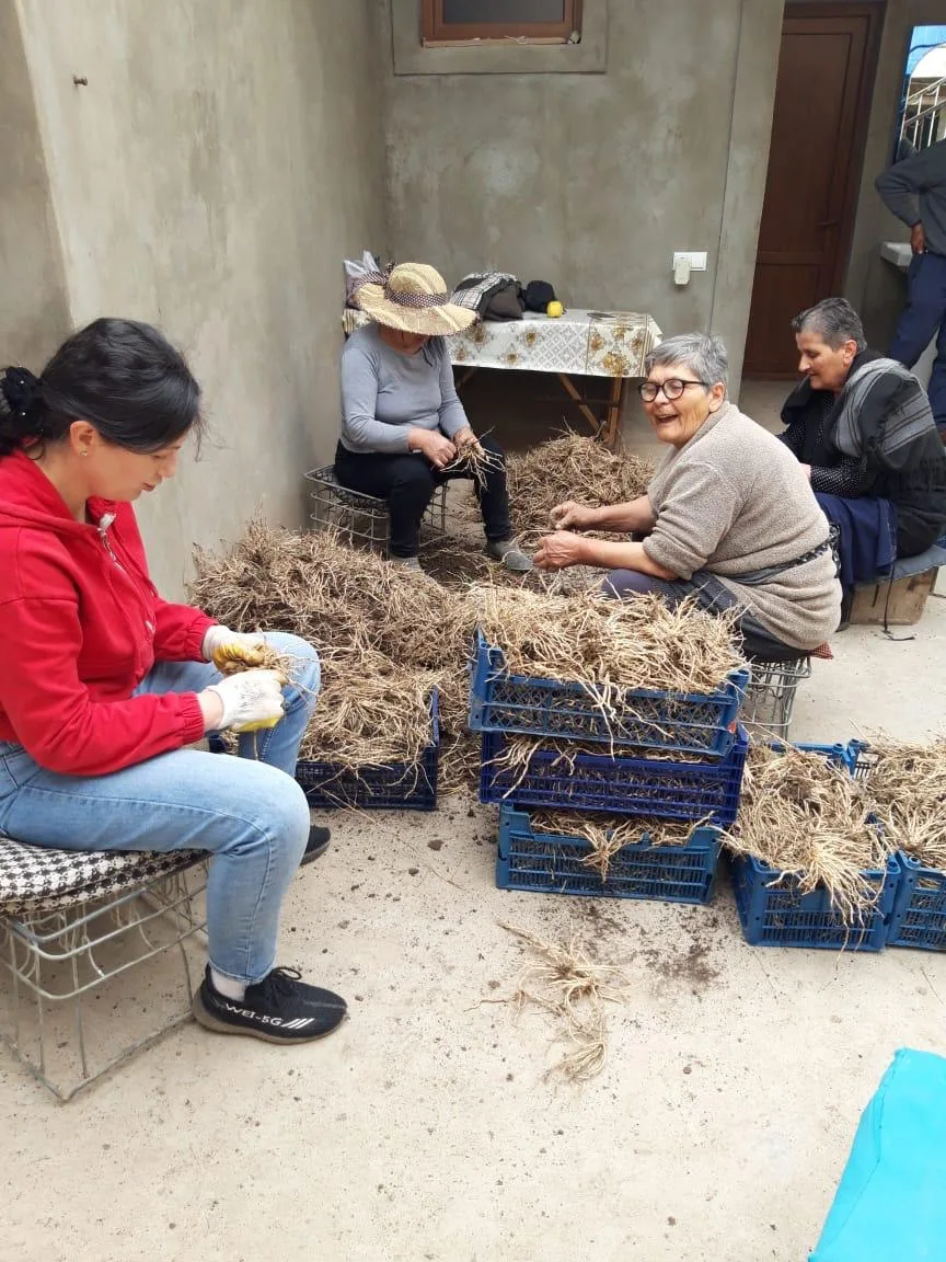 SYUNIK
15000 griffes

DISTRIBUTION DE GRIFFES D'ASPERGES

Fin mars, le Fonds Arménien de France a distribué 15000 griffes à plus de 60 bénéficiaires du Syunik, Ces griffes ont été produites par d'autres agriculteurs de la région à partir de graines provenant d'Espagne et fournies par le Fonds Arménien. Il faudra attendre environ 3 ans avant de pouvoir effectuer la première récolte. Après ce délai, les asperges peuvent produire pendant au moins 10 ans. A la vente, sa valeur ajoutée est élevée. La patience est donc essentielle et le résultat en vaut la peine !