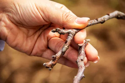 Culture fruitière dans le Syunik : former et accompagner