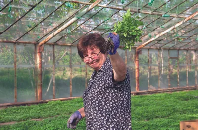 Bons plants pour les villages frontaliers