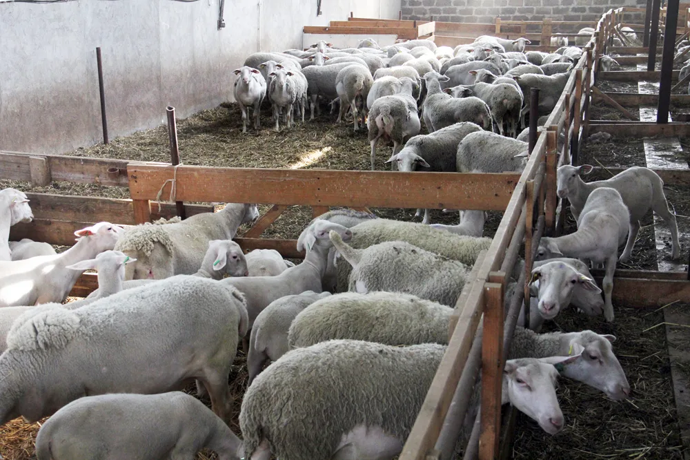 44.. Bergerie De Lusadzor (2)